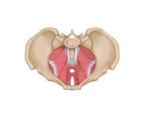 What is the Pelvic Floor
