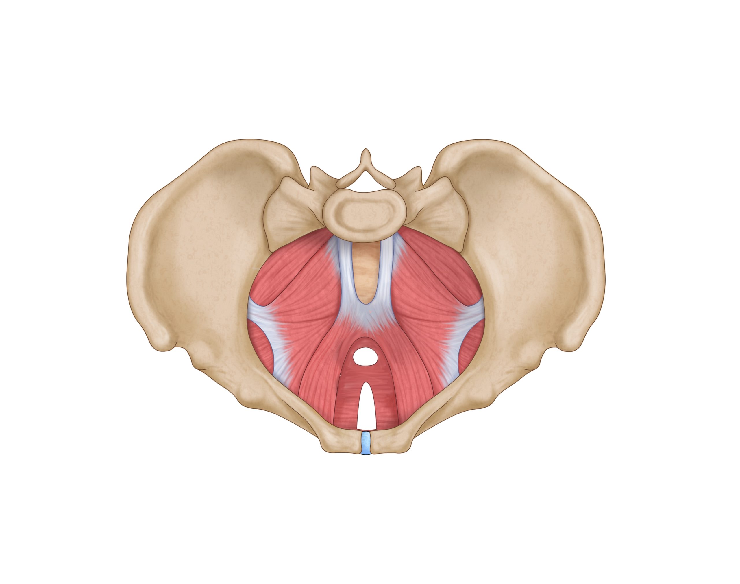 What Is The Pelvic Floor Agile Physical Therapy